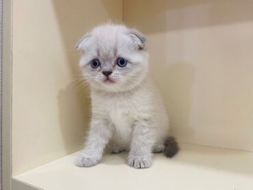 Pişiklər: Britan yastı qulaq, Erkək, Dişi, Yaxşı əllərə, Ünvandan götürmə, Pulsuz çatdırılma, Ödənişli çatdırılma — 2