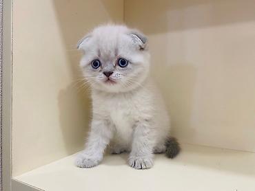 Pişiklər: Şotland yastı qulaq — 6