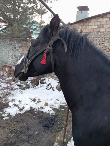цена лошади в кыргызстане: Продаю | Жеребец | Английская | Для разведения, Конный спорт | Племенные