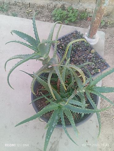 алоэ пайдасы: Aloye (Aloe vera) – böyük plastik dibçəldə çoxgövdəli nümunə - Bitki — 2