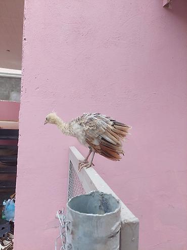 at satisi qiymetleri: Salam tovuzquşu balalari satilir. 1 ededi 40 manata — 6