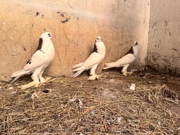 Göyərçinlər: Məhsul: Qanadlı ev heyvanı – saqqallı, lələkləri ayaqlı bəzəkli — 5