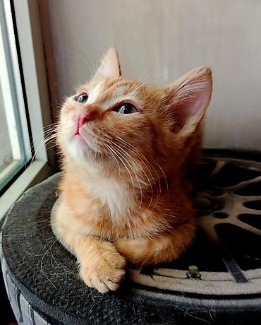 маленький кот: Кошка даром: Беспородная, 2 месяца, Мальчик, Приучена к лотку, Проглистована — 5