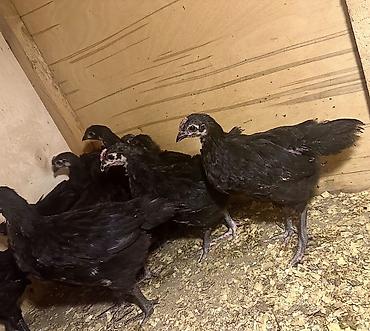 brama cuceler: Toyuq, Australorp, Ətlik — 4
