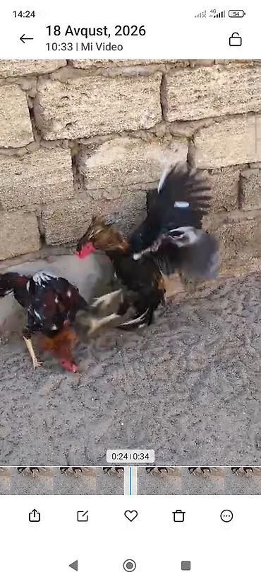 kənd xoruzu: Biri Atasdı birdə qardaşı riyal alcya məşq və döyüş purobu AYLACAQ 5 — 5
