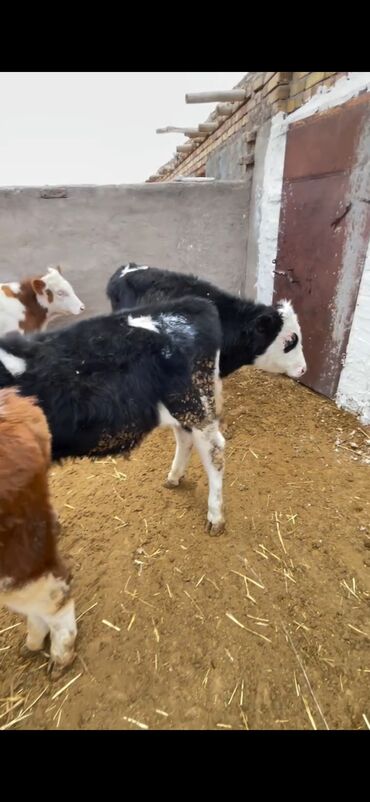 Dana, buzov: Satışda – müxtəlif rənglərdə və yaşlarda dana qrupı. Xüsusiyyətlər: - — 9