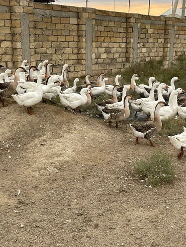 kənd cücələri: Erkək, | Linda, Damazlıq, Ünvandan götürmə