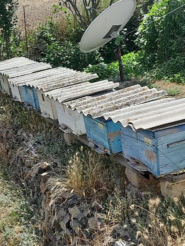 akvarium satışı: 45 Arı ayləsi kom şəkildə satlır — 1