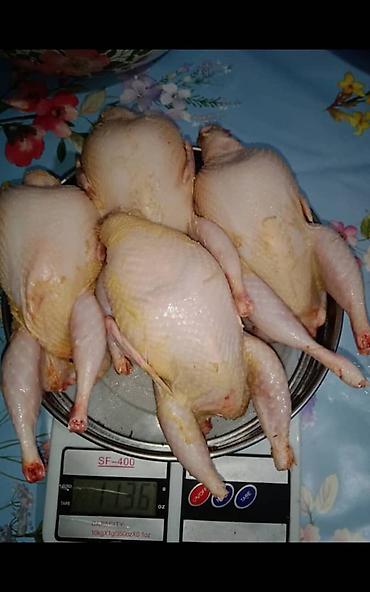 А/ч жаныбарлары үчүн тоюттар: ПРОДАЮ ИНКУБАЦИОННОЕ ЯЙЦО перепелов 🐣 Техас преимущественно и Феникс — 4