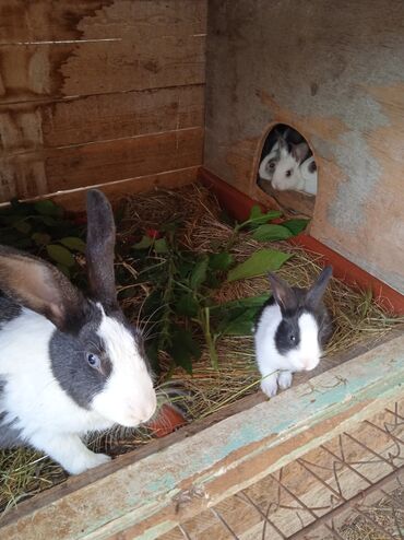 karlik dovşanı: Dovşan balaları/Крольчата 5₼ 1 aylıq dovşan balaları. Anası ortaboy