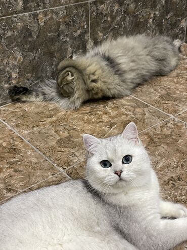 Pişiklər: Britan, Erkək, Cütləşmə üçün -da lalafo.az — 12 Pişiklər: Britan, Erkək, Cütləşmə üçün — 12