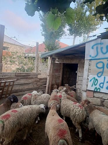 qarabağ qoyunu: Erkeydiler kökduler 17 18 klo etleri var kime lazimdisa vaccapimiz — 2