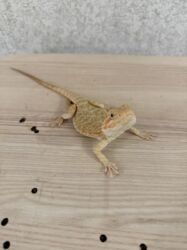 отдам в хорошие руки собаку: Saqqallı əjdaha sürünən heyvanları sevənlər üçün əla seçimdir. Bu