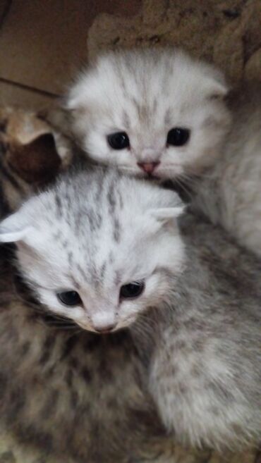 Коты: Шотландская вислоухая кошка 
1.5 месяца 
цена 4000