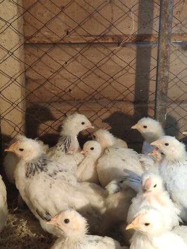 цыплята инкубатор: Сатам | Балапандар | Көбөйтүү үчүн, Жумуртка туудуруу үчүн