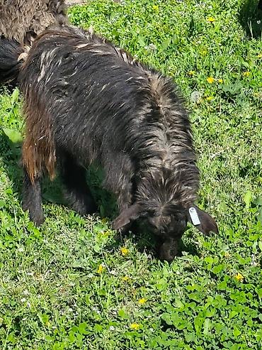 Козы, козлы: Продаю | Коза (самка), Козёл (самец), Козлёнок — 26