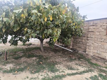 Həyət evləri və villaların satışı: Binə 3 otaqlı, 60 kv. m, Yeni təmirli -da lalafo.az — 16 Həyət evləri və villaların satışı: Binə 3 otaqlı, 60 kv. m, Yeni təmirli — 16