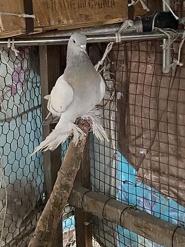 Другое мясо птицы: Домашние голуби декоративных пород. Особенности: - Пушистые оперённые — 1