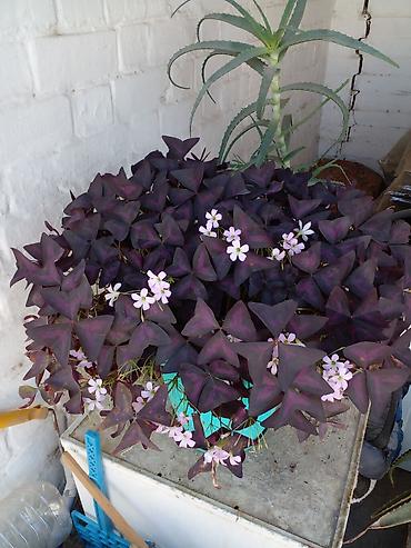фикус шривериана: Оксалис фиолетовый (Oxalis triangularis), взрослое комнатное растение — 2