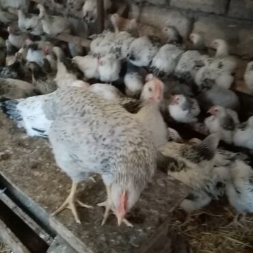 Toyuqlar: Serebrist və f6 cücələri tam sağlam ev şəraitində saxlanılan xoruz və — 5