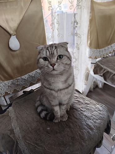 вислоухие котята в бишкеке: Скотиш Фолд (Шотландская вислоухая), 2 года, Мальчик, Приучена к лотку — 1