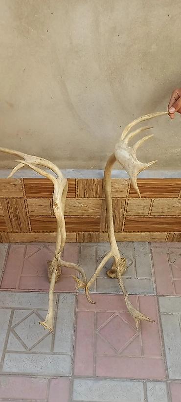 Məhsul: Təbii maral buynuzları (cüt) Təsvir:25 ildir bizdedir lalafo.az -da — 3 Məhsul: Təbii maral buynuzları (cüt) Təsvir:25 ildir bizdedir — 3