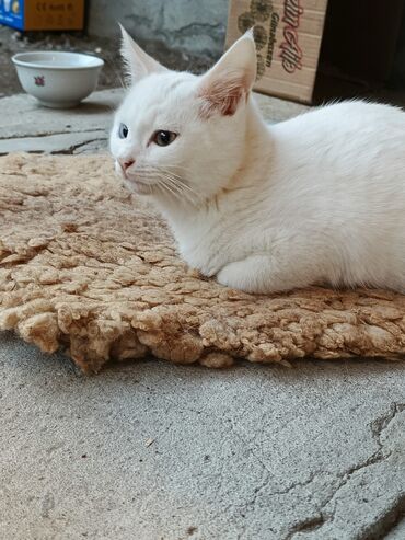 Pişiklər: Yaxşı əllərə — 9