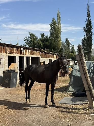 Продаю | Конь (самец), Жеребец | Полукровка | Для разведения, Рабочий, Конный спорт