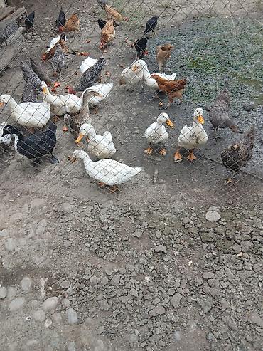 Toyuq, Damazlıq