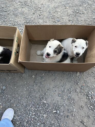 Собаки: **Продаются щенки алабая (среднеазиатская овчарка), возраст 2 месяца**