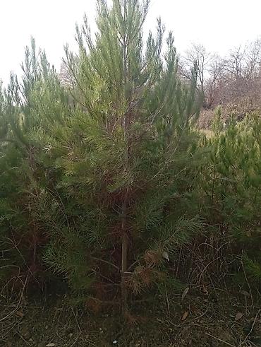 Tinglər: Şam (pine) tingləri – iynəyarpaq landşaft ağacı - Növ: Şam ağacı — 13