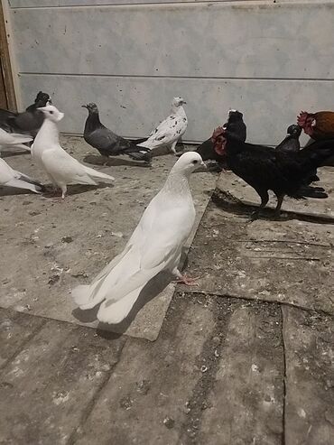 Tovuz quşları: Ağ Erkey 16 quyruq tam sağlam quşdu