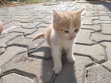 кошка британский: Кошка даром: Беспородная, 1 месяц, Девочка — 1