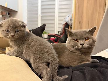 сколько стоят шотландские кошки: 🐾 Шотландские котята ищут любящих хозяев! 🐾 Малышам сейчас всего 4 — 1