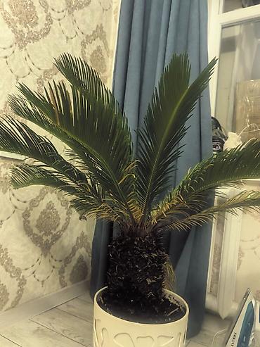 Пальмы: Саговник (Cycas revoluta) в декоративном кашпо.Растению 5+ лет, высота — 1