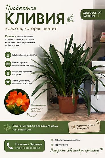 plaud note: Кливия — красота, которая цветет! - Неприхотливое и очень красивое — 1