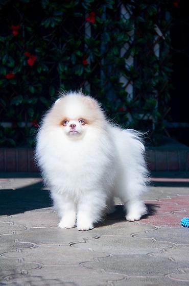 Продажа собак: Шпиц, 5 месяцев, Самец — 7