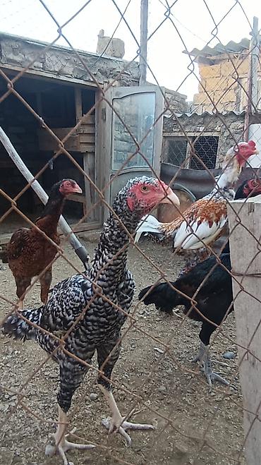kənd çolpası satışı: Toyuq, Damazlıq, Ünvandan götürmə — 4