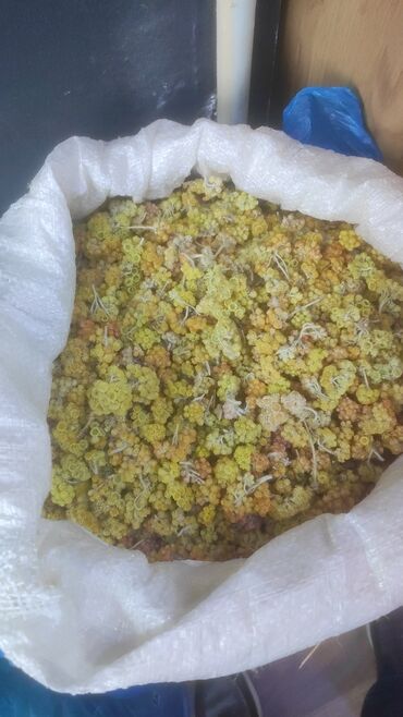 Çöl bitkiləri: Bütün növ yerli və xaricdən gəlmə bitkilərin topdan satışı Çərəz — 3