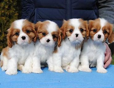 plavi frenc: Dostupni štenci Cavalier King Charles spanijela iz odgajivačnice — 1