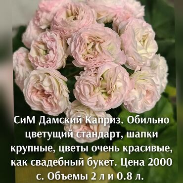 оптовые цены на напитки: Продаю стартеры, кустики новых сортов пеларгоний. Цена и описание на