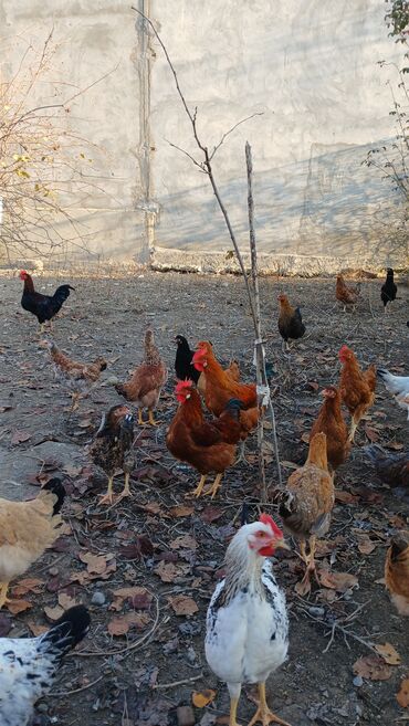 Toyuqlar: Toyuqlar və xoruzlar satılır. Şəkillərdə iri və orta çəkili toyuq və — 8