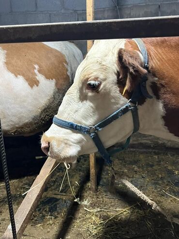 продаю музоо торпок корова самка бык самец айрширская ангус алатауская на забой для разведения на откорм племенные нетель привязанные: Сатам | Уй (ургаачы) | Симментал | Сүт алуу үчүн