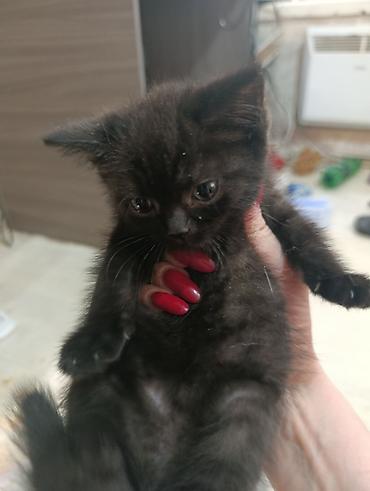 Животные: Котята от домашней кошки, окрасы: чёрный и тигровый. На фото — мама — 6