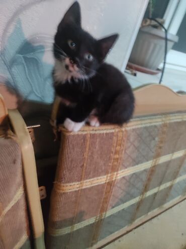 Отдам даром кошку: КОШКИ И КОТЯТА У НАС ПРИЮТ любой окрас есть можете выбрать у нас — 20