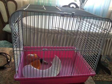 клетка попугаев: Продаю клетку для хомячка( джунгарика). высота 25 цена 600 сом