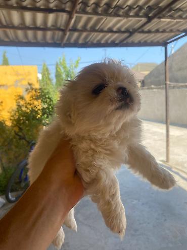 kreditle it satisi: Pekines, 1 ay, Dişi — 3