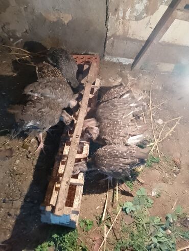 Cücələr: Hinduşka cücələri, Damazlıq — 3