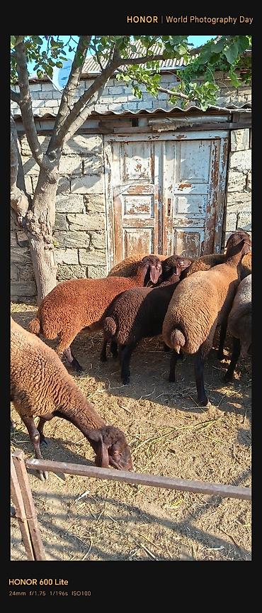 boğaz qoyun: Salam. 11 baş qoyun satılır biri qoç yeddisi dişi üçü quzu dişilərdən — 6