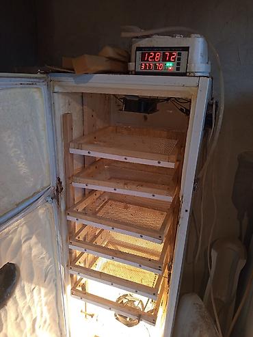 İnkubatorlar: Bütün növ quşlaq üçün — 9